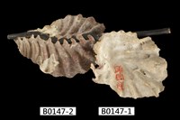 藏品(鱷齒牡蠣)的圖片